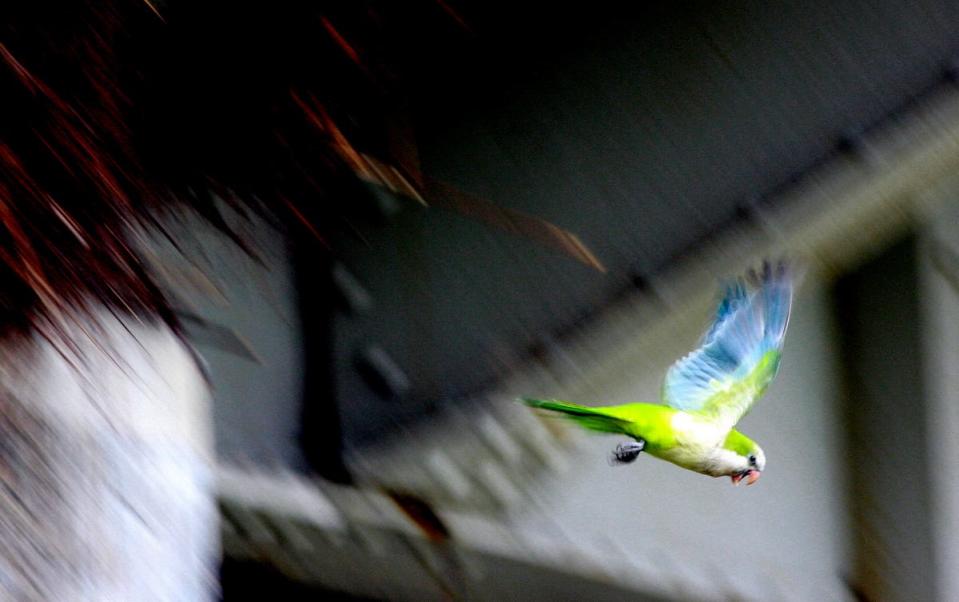 A Monk Parakeet flying.
