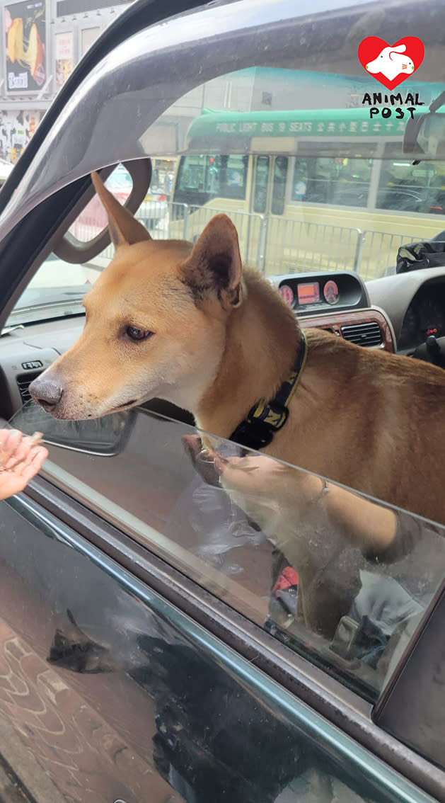 一班熱心市民協助尋犬，今日終成功在公路救起狗狗。