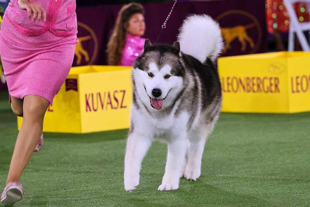 Dock Diving 2019 — Burlington County Kennel Club