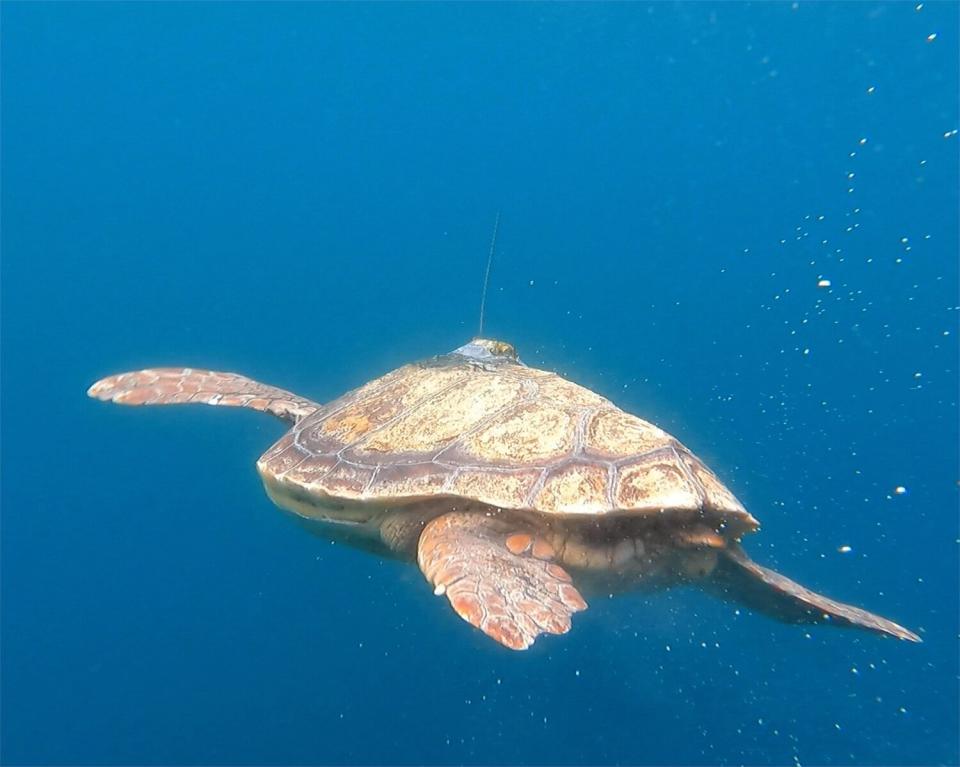 Sea turtle