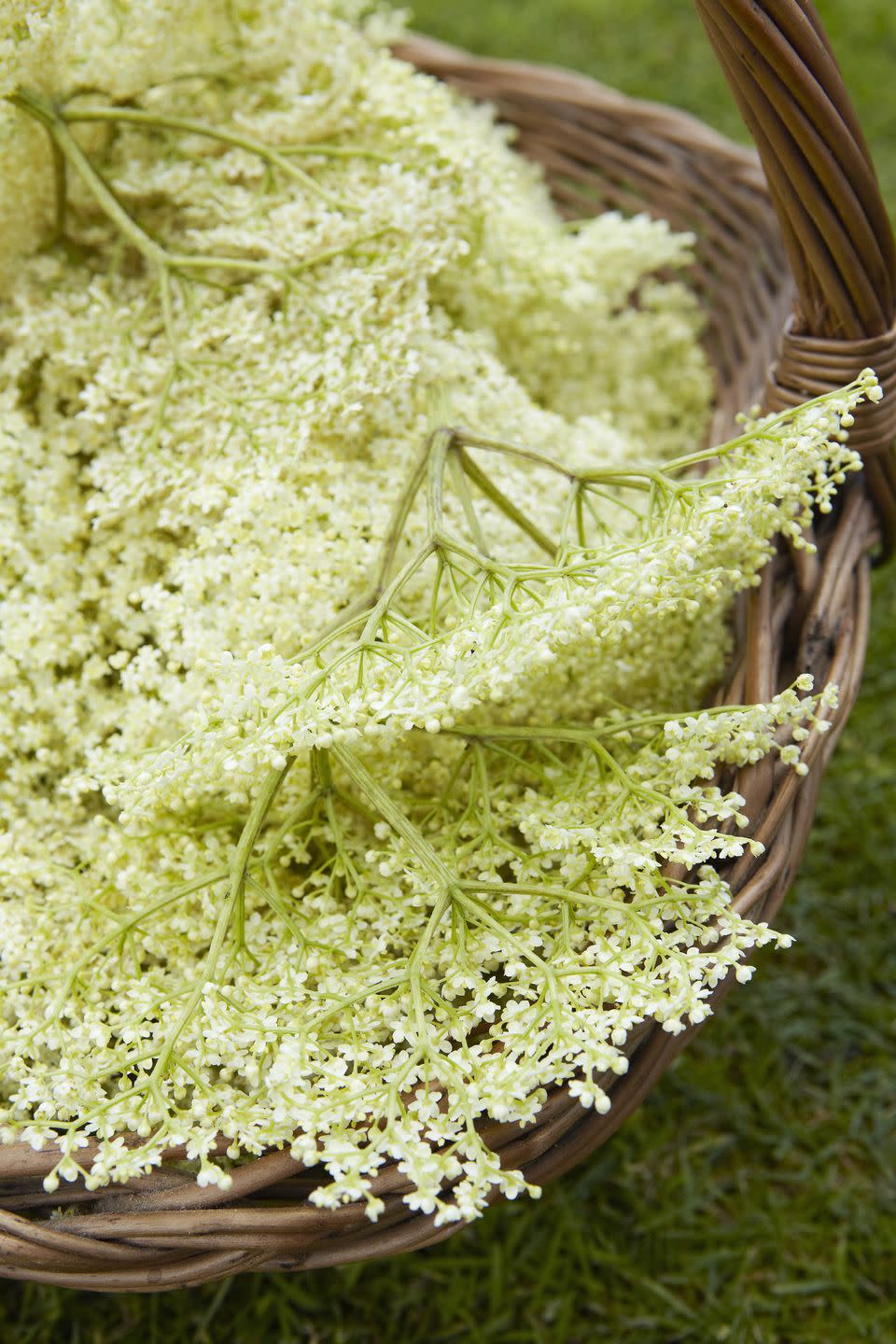 elderflower foraging