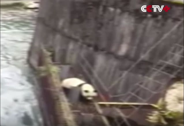 The panda fell into a river in China's Sichuan province. Source: CCTV