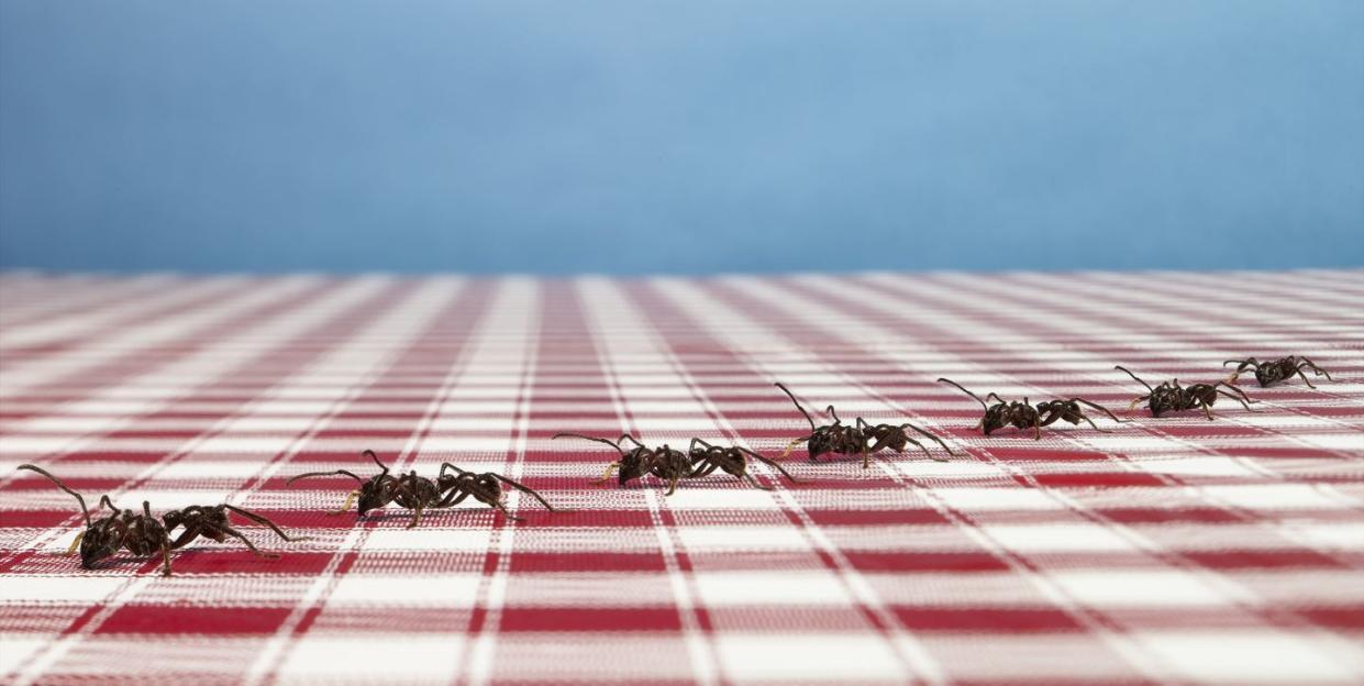 best pest advice ants