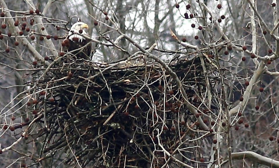 A bald eagle is seen sitting in its nest on Bunkerhill N. Road in Richland County last week.