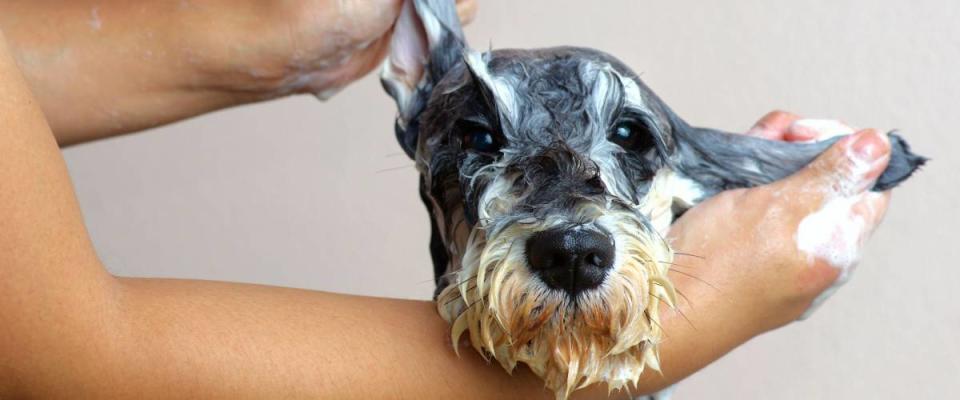 Schnauzer Dog grooming