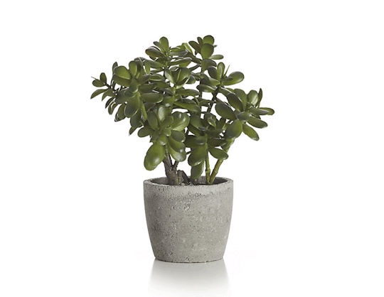 We don’t normally advocate owning fake plants — but the options at Crate and Barrel really do look like the real thing. 