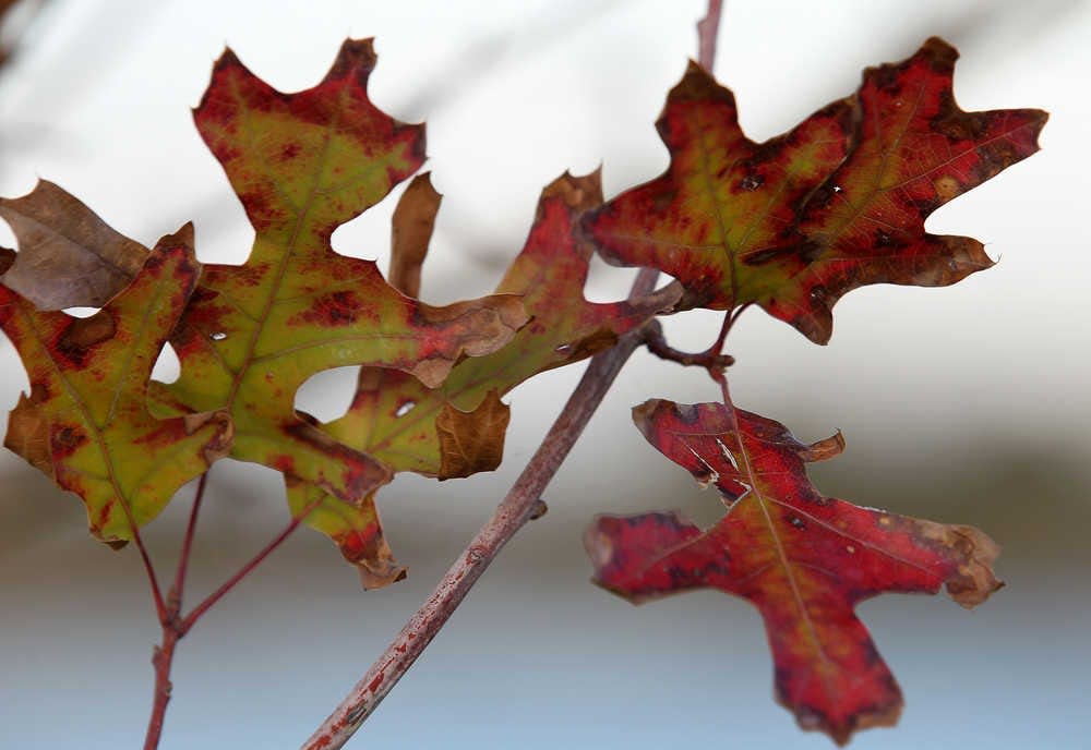 Recent cold fronts match Lubbock's historic climate data.