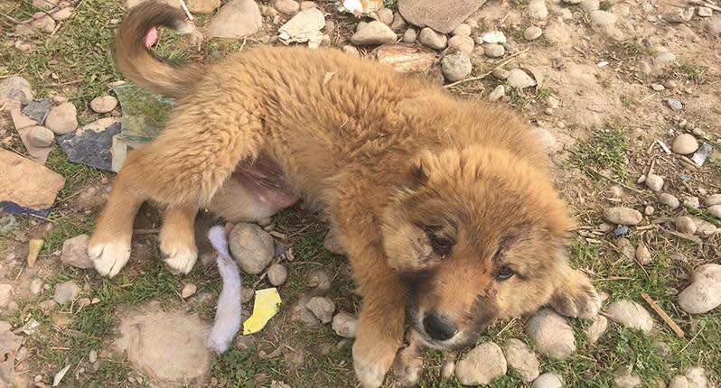 One of the many abandoned dogs of Mosul