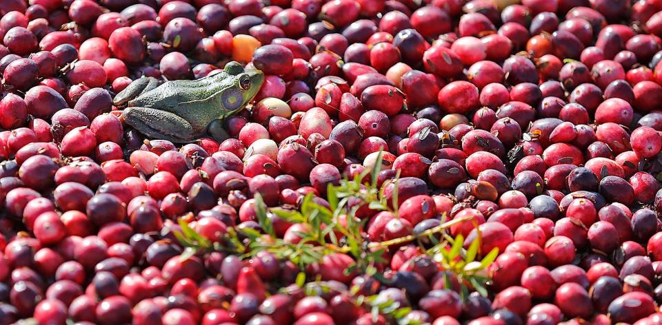 A frog is knee-deep in cranberries as they're harvested at the Federal Furnace Cranberry Co. in Carver on Friday, Oct. 7, 2022.