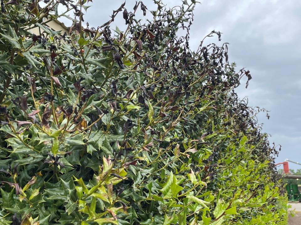 Frost damage on holly