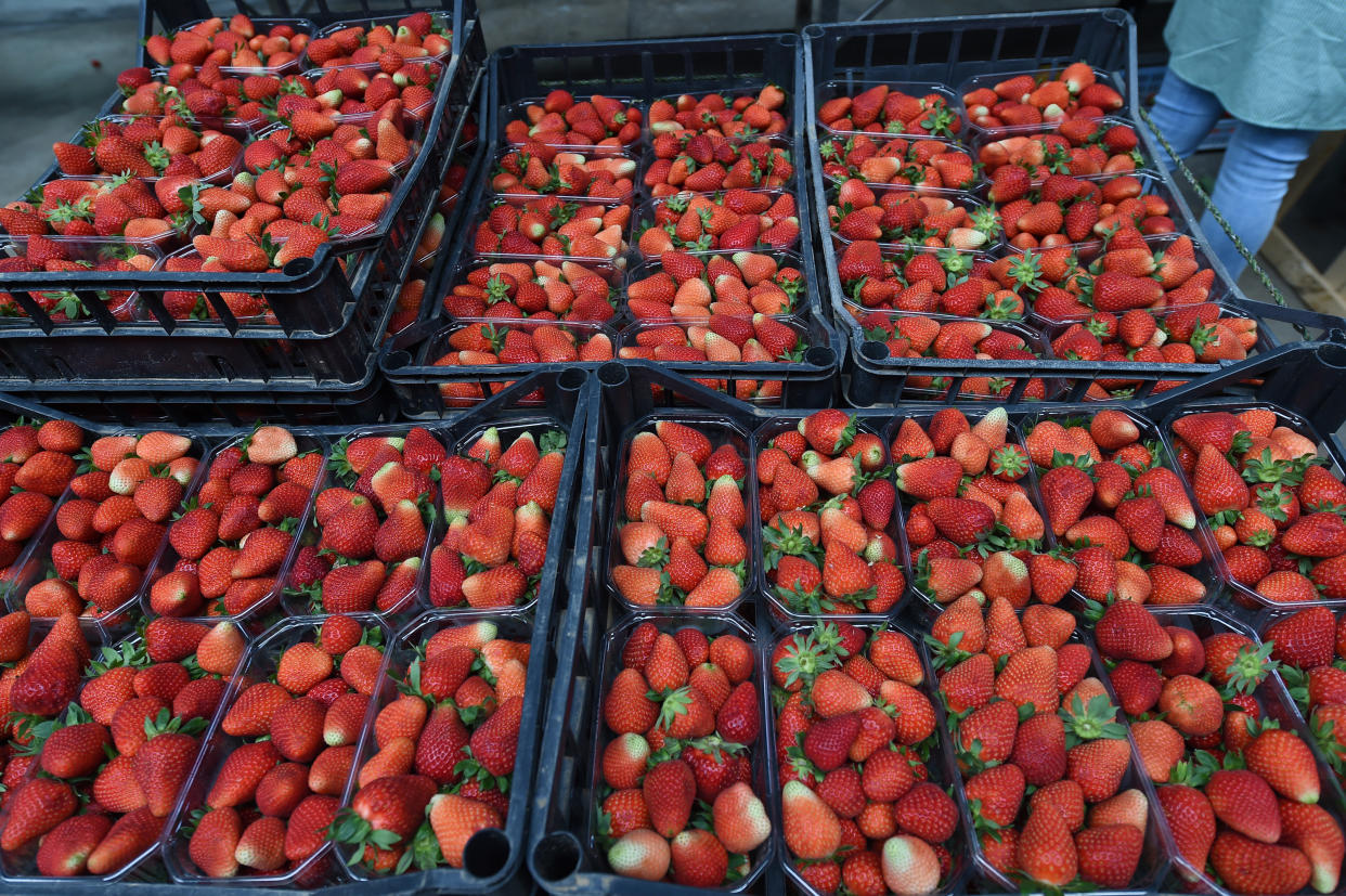 BATTIPAGLIA, ITALY - MAY 13: Strawberries already picked placed in boxes on May 13, 2020 in Various Cities, Italy. Italy was the first country to impose a nationwide lockdown to stem the transmission of the Coronavirus (Covid-19), and its restaurants, theaters and many other businesses remain closed. (Photo by Francesco Pecoraro/Getty Images)