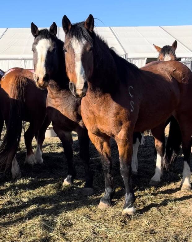 Submitted by the Calgary Stampede