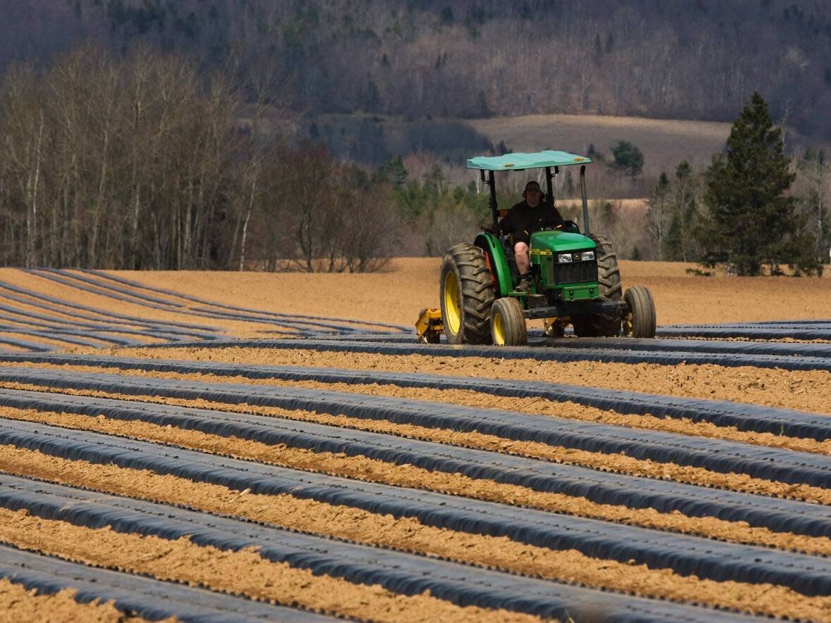 An RBC report released in early April says providing permanent immigration status to over 24,000 general farm workers and 30,000 farm operators over the next decade could help address a looming labour shortage in the industry. (Andrew Vaughan/The Canadian Press - image credit)