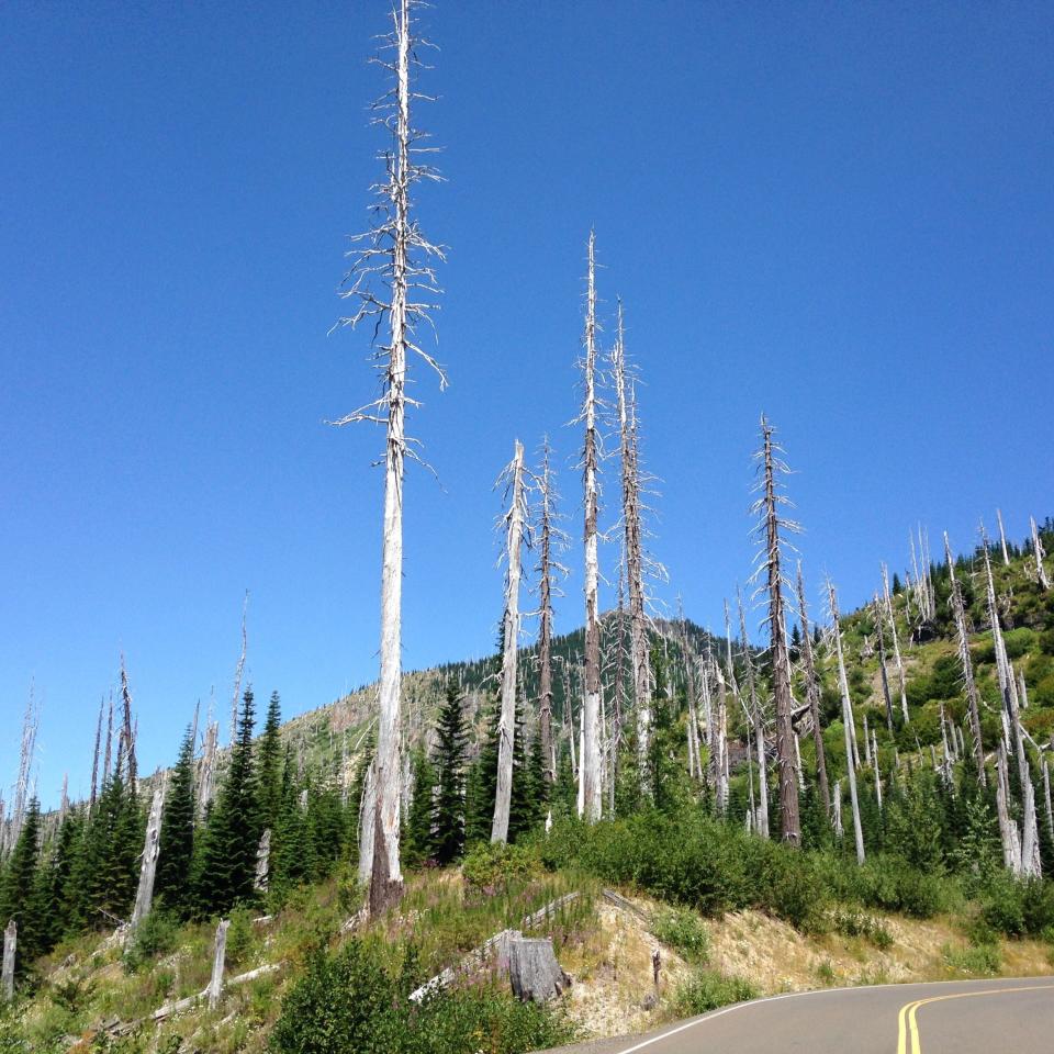 Trees stripped bare in Mount St. Helens National Monument.