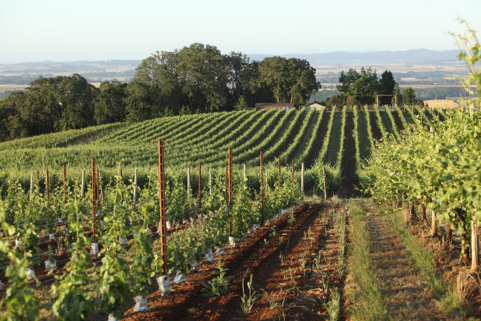 Vineyards in Oregon's Willamette Valley.