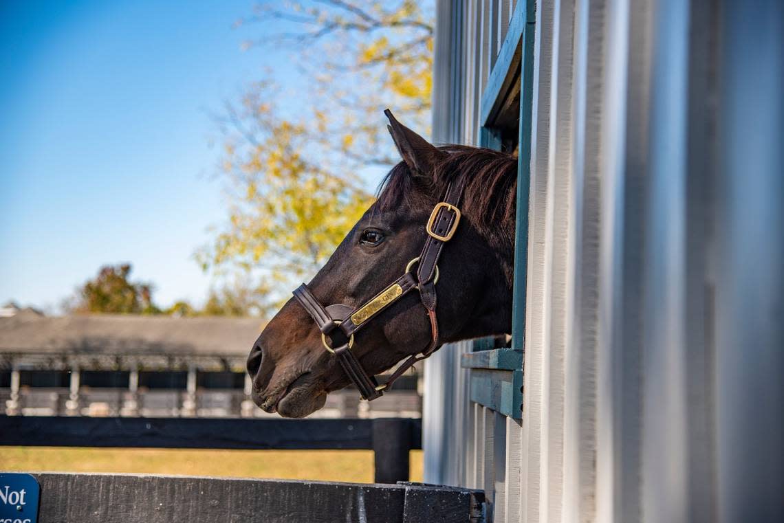 Go for Gin, a Kentucky Derby winner, sticks his head out of a stall at the Kentucky Horse Park in Lexington in this file photo.