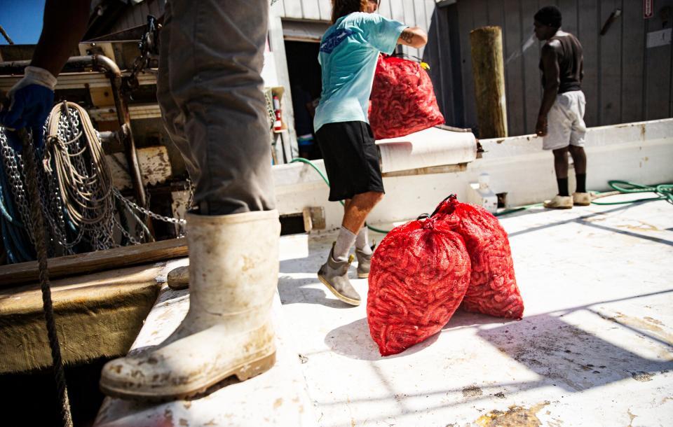 Shrimp is unloaded at Erickson & Jensen Seafood Packers on San Carlos Island on Fort Myers Beach on Thursday, Sept. 14, 2023. Nearly a year after Hurricane Ian tossed most of the shrimp boats ashore, Erickson & Jensen Seafood Packer is surviving but struggling. High fuel prices and low shrimp prices are not helping as they rebuild docks and buildings. The hope for the future includes building a working waterfront that would be called ÒShrimp Town.Ó This would include a restaurant and market. The other company, Trico Shrimp Company has been dormant since Hurricane Ian and plans for the future are unknown.