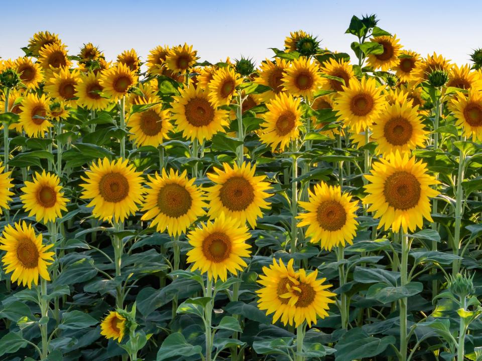 Visit a Sunflower Field