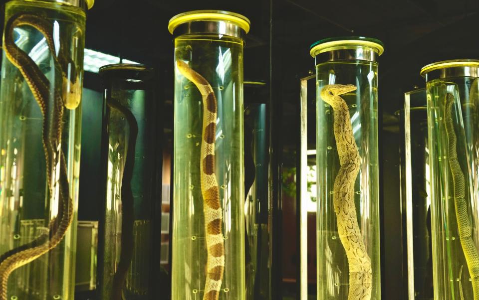 Snake specimens on display at the Institute's museum - Sarah Newey