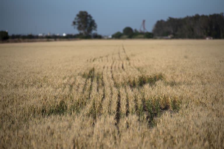 Por la sequia que se viene dando en la zona central del pais, se registran grandes perdidas en los cultivos de trigo principalmente. Muchos productores optan por no cosechar los cultivos por el bajisimo rinde que van a tener. En algunos casos las semillas ni siquiera prendieron. 
Campos con cultivos de trigo en la zona sur de la provincia de Santa Fe.