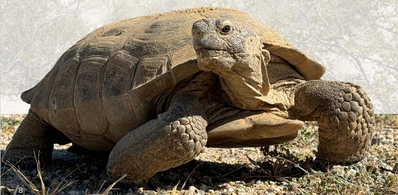 The Mojave Desert Land Trust announced all-round conservation wins for the California desert in its 2023 annual report, which also outlined “bold action” to preserve two of the California desert’s most iconic species, one being the desert tortoise.