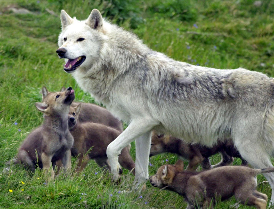 Several countries across Europe are actively reintroducing wolves: PA Archive/PA Images