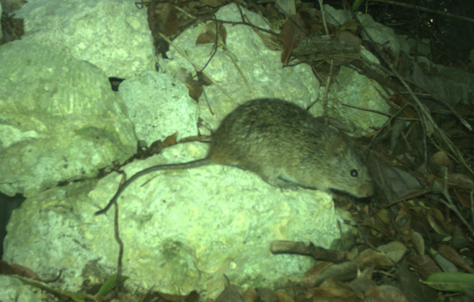 The hispid cotton rat is native to NC. It’s an important grass eater and seed disperser in open grassy habitats and important prey for bobcats, canids, birds of prey and snakes, said rodent expert Michael Cove. Courtesy of Michael Cove.