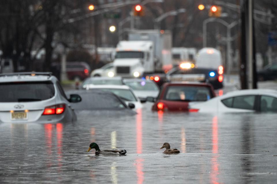 Ducks shared the road with cars that were left stranded in floodwaters on River Street in Paterson, NJ on Monday Dec. 18, 2023.