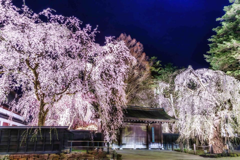 角館屋家屋敷枝垂櫻盛開時的夜間點燈美景如夢似幻。（圖片提供：JR東日本鐵道）