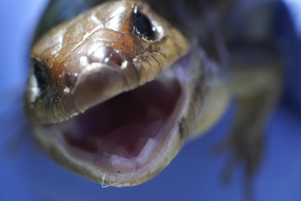 A female broad-headed skink opens her mouth, along Hog Bayou, part of the Wax Lake Delta system, in St. Mary Parish, La., Wednesday, April 21, 2021. Older wetlands in areas surveyed by Delta-X aircraft are more diverse, their soil rich with humus from generations of plants. (AP Photo/Gerald Herbert)