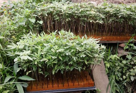 View of a marijuana plants growing in the mountains of Tacueyo, Cauca, Colombia, February 10, 2016. REUTERS /Jaime Saldarriaga