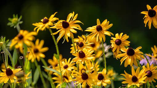 beautiful flowers at the florist shop