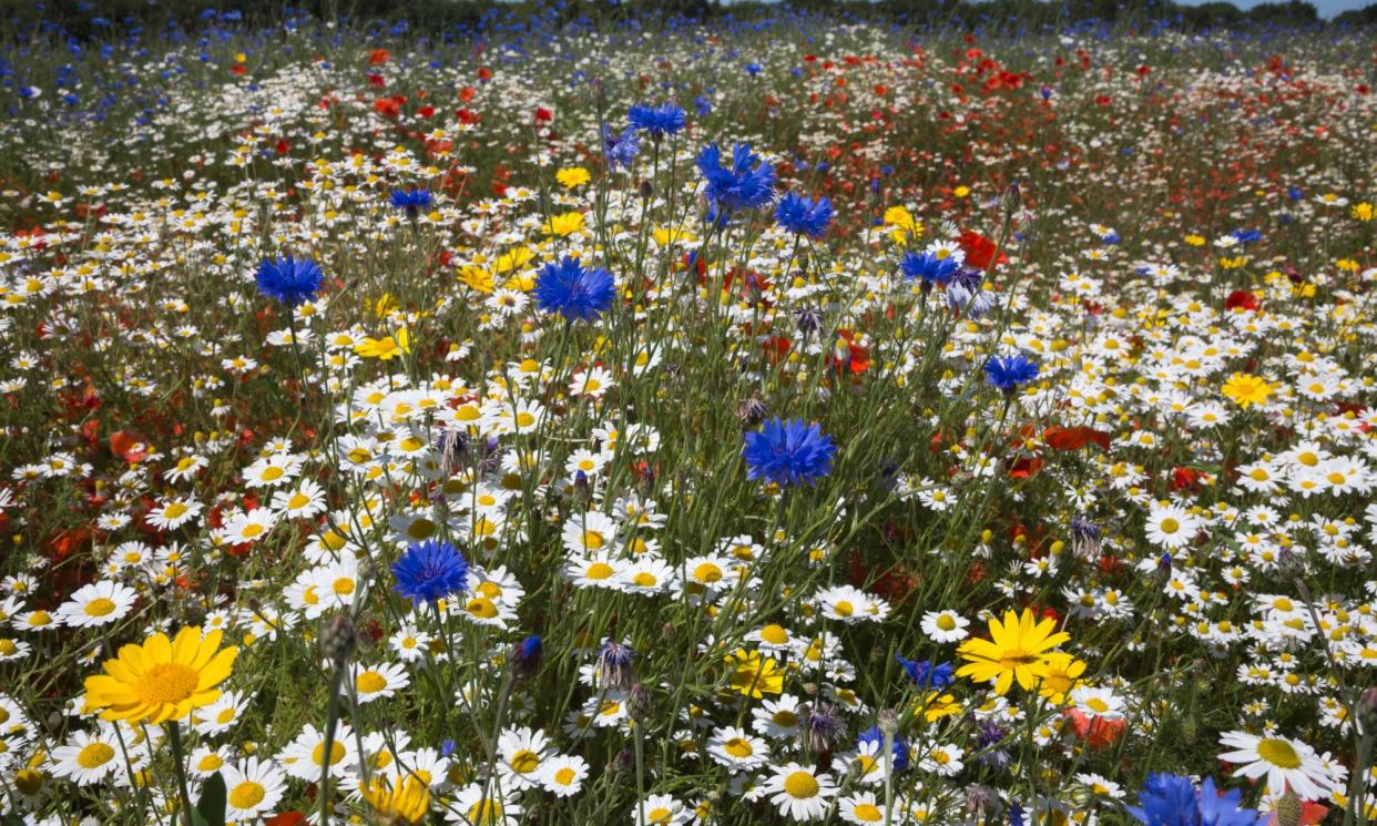 <span>The environment land management scheme pays farmers to make room for nature by, for example, sowing wildflowers.</span><span>Photograph: Nature Picture Library/Alamy</span>