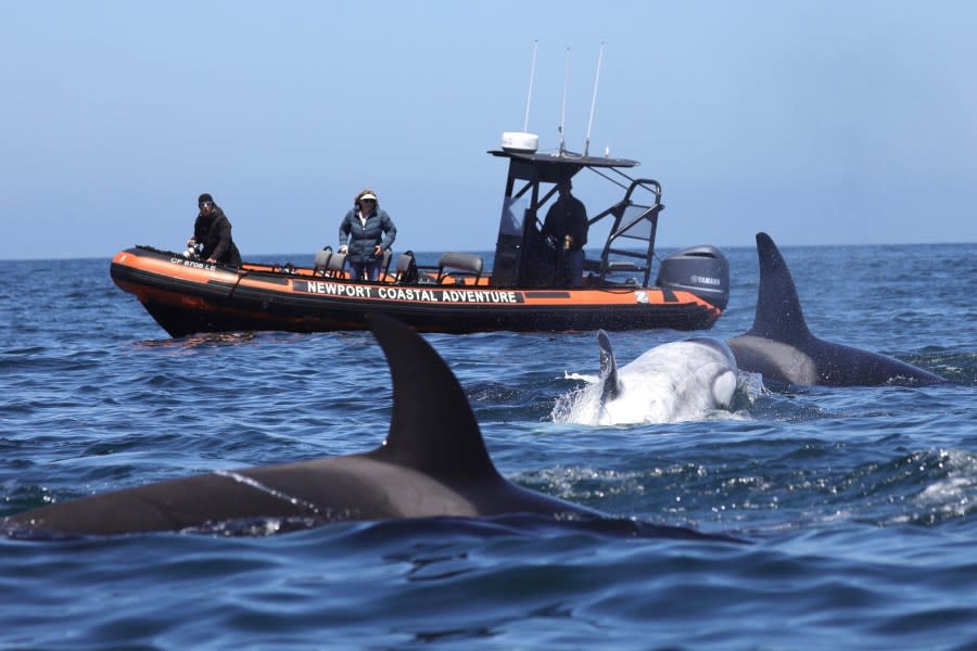A rare sighting in Southern California. A pod of killer whales is seen near Newport Beach on April 29, 2024. (Delaney Trowbridge)
