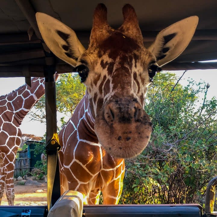 A giraffe during an African safari in Kenya