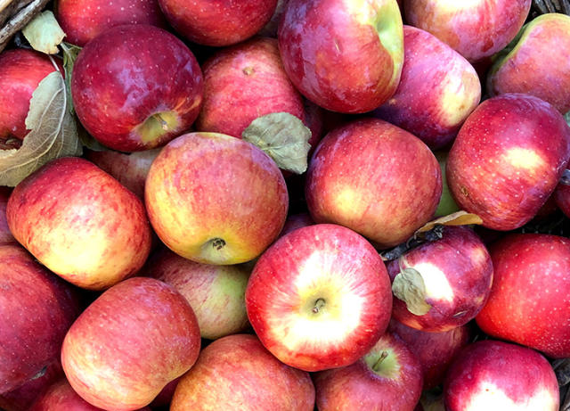 Common Apple Varieties For Snacking, Baking, And More