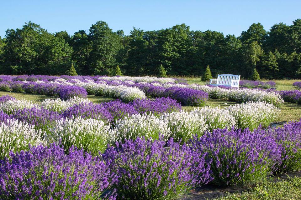 Fragrant Isle Lavender Farm on Washington Island grows 10 varieties of lavender that hit peak bloom in July and August.