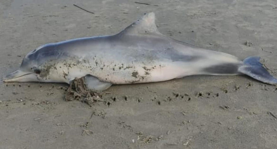 The young dolphin was found on a Brazilian beach earlier this month. 