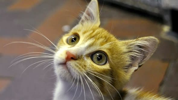 Cute kitten survives 3,000-mile flight from Egypt to UK