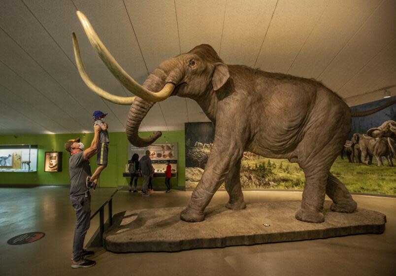 LOS ANGELES, CA - APRIL 08, 2021: Logan Matlen, 45, of Hawthorne, lifts up his son Connor, 6, as he gets a closer look at a Columbian mammoth on exhibit at The La Brea Tar Pits in Los Angeles that re-opened to the public after being closed for over a year due to the COVID-19 outbreak. The Columbian mammoth existed from 1.6 million to 10,000 years ago. (Mel Melcon / Los Angeles Times)