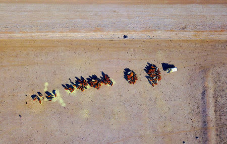 FILE PHOTO: Cattle eat hay thrown to them by farmer Tom Wollaston in a drought-effected paddock on his property located west of the town of Tamworth in north-western New South Wales in Australia, June 2, 2018. Picture taken June 2, 2018. REUTERS/David Gray