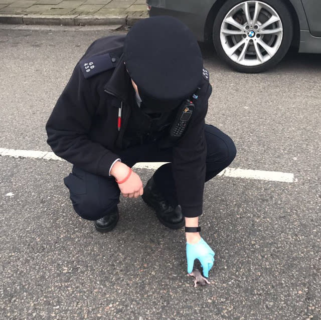 Police rescue baby squirrel from middle of the road