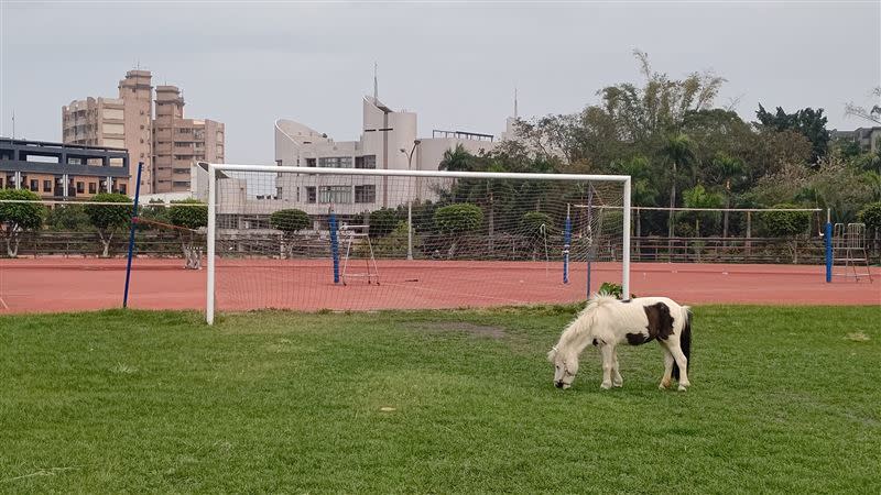 輔英科大校內有小馬在吃草。（圖／翻攝自路上觀察學院臉書）