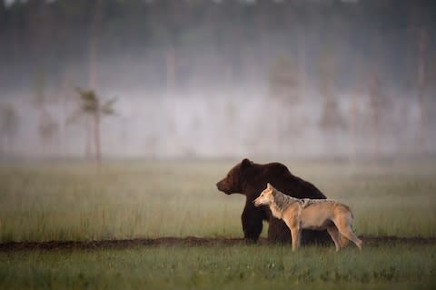 (Really) wildlife in Finland - Credit: getty