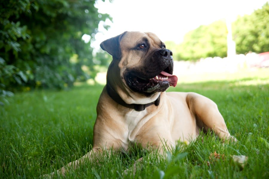 The file image shows a bullmastiff. (Getty Images)