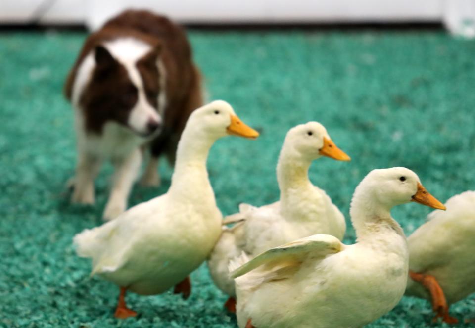 Miller’s Border Collies performed at the Kentucky State Fair in the West Wing Show Ring.Aug. 18, 2022