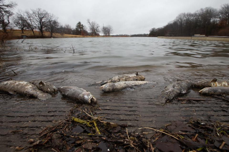 Dead trout wash up Friday morning on the south boat ramp at Lake Shawnee.