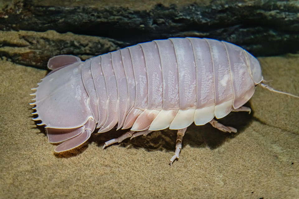 A large, segmented marine isopod with a hard exoskeleton and many legs crawling on a sandy surface