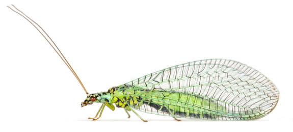 The green lacewing (Chrysopa perla).