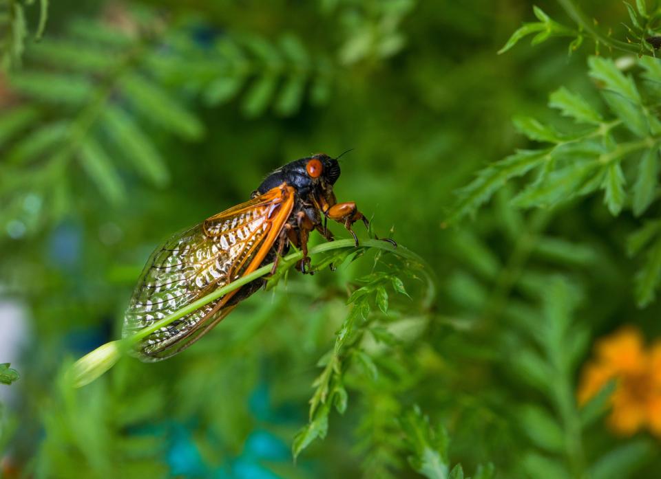 Periodical cicadas are identified by brood. Here, a Brood X cicada with its beady little red eyes perches on a plant, enjoying its ground-breaking transformation in this file photo.